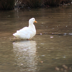 White Duck in Lake