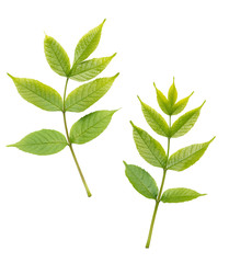 Green leaves isolated on white background