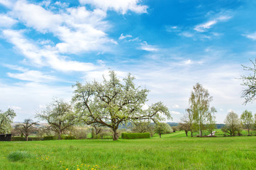 Fototapeta na wymiar Blossoming apple cherry tree Spring landscape blue sky