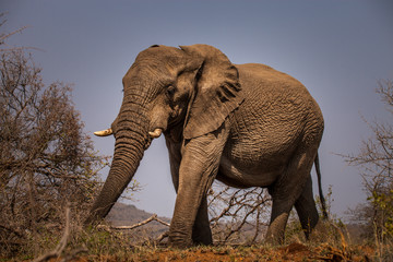 Fototapeta na wymiar Elefant im Krüger Nationalpark