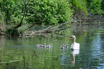 Schwanenfamilie in einem kleinen See