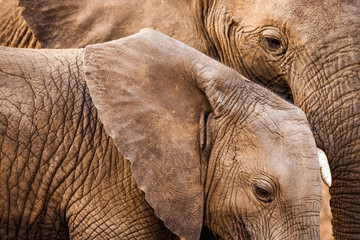 Elefantenfamilie in Südafrika