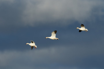 Snow geese migration