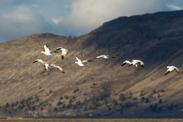 Snow geese migration