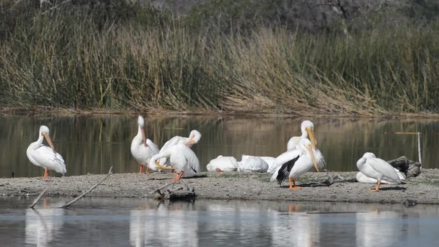 HD Video of white pelicans preening on the beach with other pelicans resting nearby. The American white pelican (Pelecanus erythrorhynchos) is a large aquatic soaring bird from the order Pelecaniform