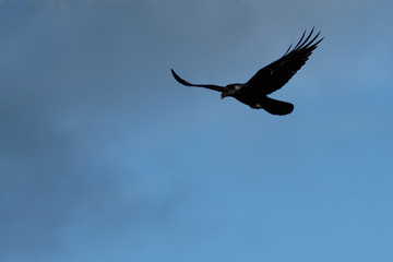 Raven in flight