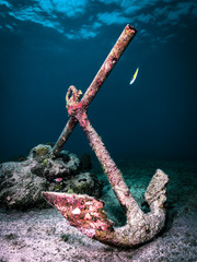 Anchor underwater in tropical reef with fish and blue water