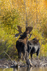 Bull and Cow Shiras Moose in the Fall Rut