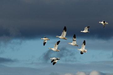 Snow geese migration
