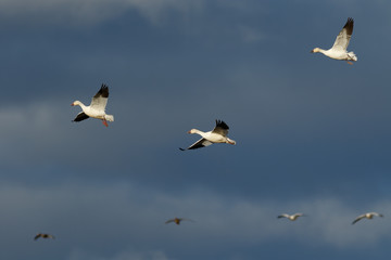 Snow geese migration