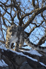 Snow Leopard
