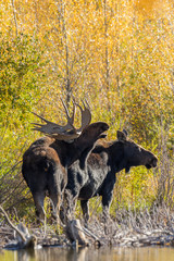 Bull and Cow Shiras Moose in the Fall Rut