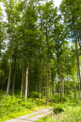 Obraz na płótnie Canvas Trail into a beautiful green forest