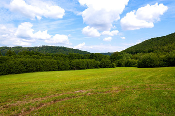 field of green grass and blue sky in summer day
