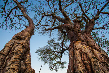 Afrikanischer Affenbrotbaum Baobab