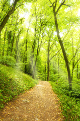 Trail into a beautiful green forest