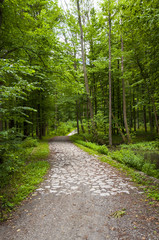 Fototapeta na wymiar Trail into a beautiful green forest