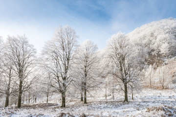 Winter landscape with snowy trees.