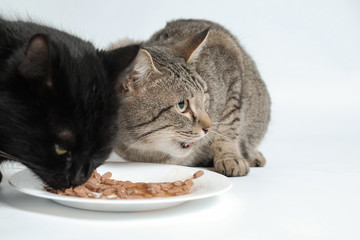 Black and gray tabby cats eating cat food from one bowl.