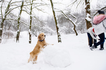 Cocker spaniel watching couple making snowman