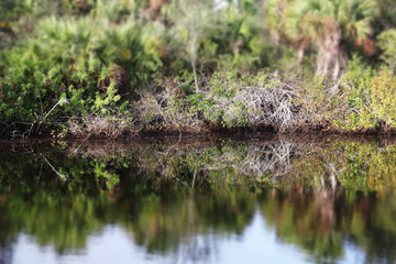Miniature Reflection of Trees on Water