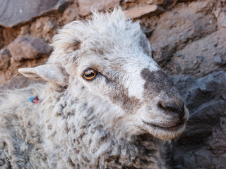 Closeup of a sheep, Amantani Island, Titicaca lake, Peru