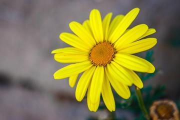 Doricum flower, Amantani Island, Titicaca lake, Peru
