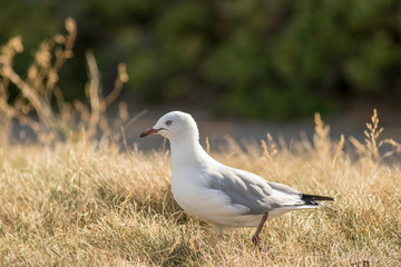 Seagull In Beach Grass On Warm Summer Day 