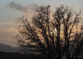 Fototapeta na wymiar Setting sun shrouded in clouds behind a silhouetted winter tree 