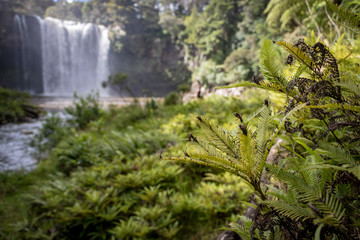 Fototapeta na wymiar Lush Greenery With Waterfall In Background, New Zealand 