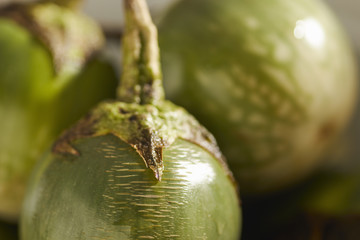 whole, fresh, raw Thai Green Eggplants, sometimes called 