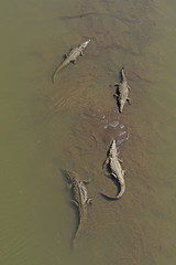 Crocodiles Resting on a Mudbank