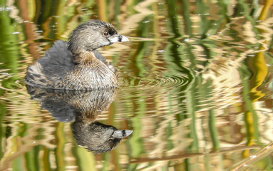 Pied billed Grebe in Lake in Tucson Arizona