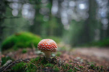 Autumn outdoor lifestyle and wild nature concept. Side view of b