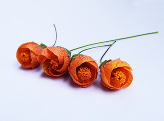 flowers orange color