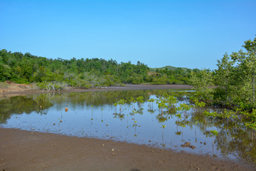 Mangrove à Dubuc