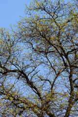 Obraz premium 柿の木の若葉