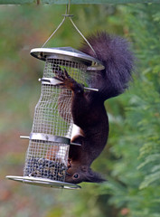 Eichhörnchen