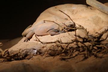 reptile