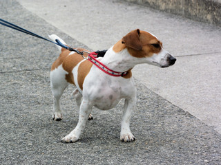 愛くるしい、ビーグル犬