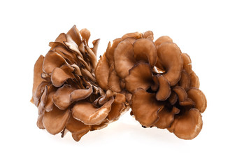maitake mushrooms isolated on white background