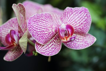 pink and yellow orchids