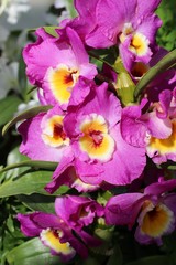 pink and yellow orchids