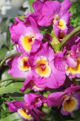 pink and yellow orchids