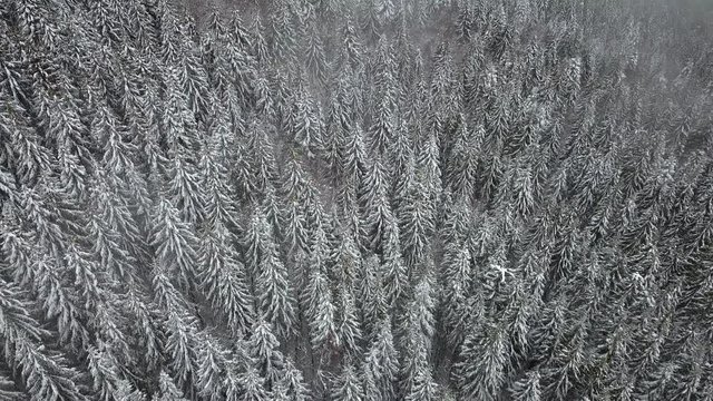 Aerial view of the snow-covered pine tree