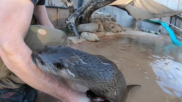 playing with an otter as he climbs selfie stick and smudges lens