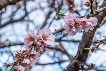 Almond tree blossom