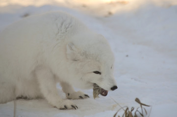Arctic Fox