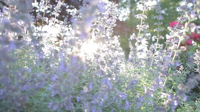 camera passes along a patch of cat mint with the sun setting in the background