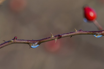 Rosa Canina | Ramo spinoso